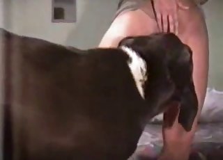 Playful big dog fucked her wet cunt