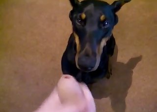 Cumming on the face of my hot doggy