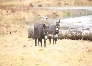 Wild mules have nice sex in the forest