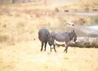 Wild mules have nice sex in the forest