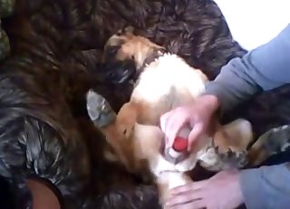 Dog's juicy pussy fucked with a toy