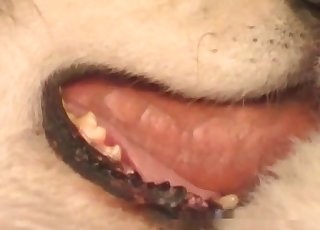 Pound session with a passionate animal