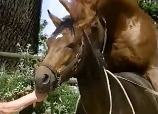 Oude man kijkt toe hoe twee paarden hard neuken