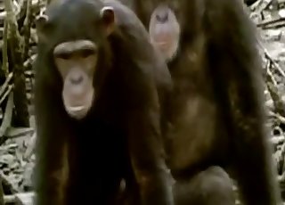 Monkeys enjoying hardcore sex