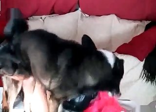Amazing slut fucking a dog