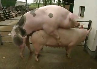Two pigs enjoying a hardcore romp