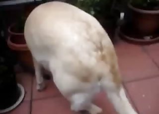 Stunning bleached dog in passionate bestiality XXX