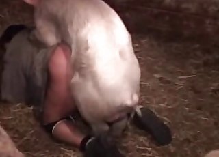 Pig pounding that tight zoophile hole