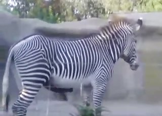 Zebra has extremely massive boner
