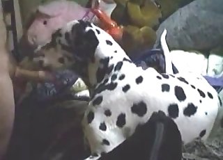 Dalmatian gets to suck a big fat cock