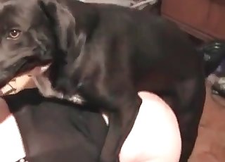 Two fat girls fucked by a mongrel