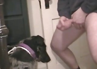 Kaveri haluaa tehdä kasvomaalauksen koiralleen