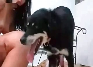 Cheerful dog about to fuck a brunette