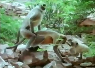Stunning small monkeys have amazing outdoor sex
