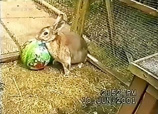 Cute rabbit is trying to fuck a ball