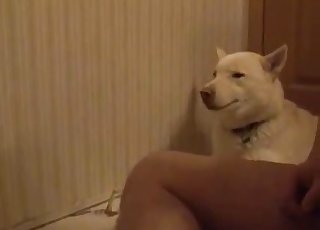 Runkkaa tämän koiran punaista, sykkivää kullia