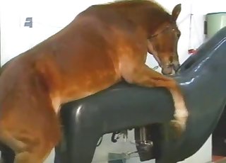 Horse cums a huge load in fucking machine