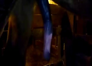 Awesome stallion cock sucked by dirty zoophile