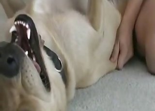 This dog's pussy gets ruined for good