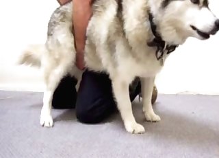 Beauty white doggy and perverted male