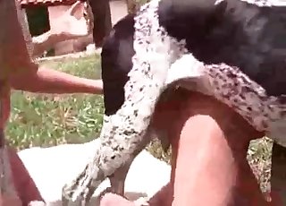 Slender hottie fucking with animal on cam