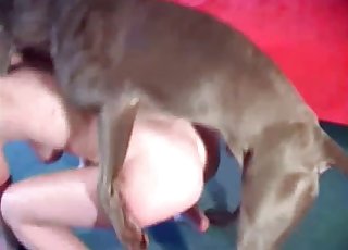 This dog is fucking a hot, pervy babe