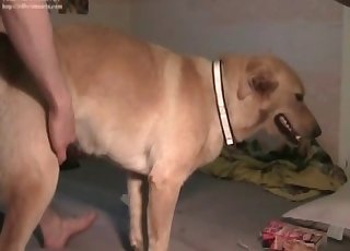 Thick doggo getting nailed from behind