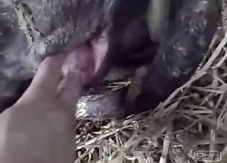 Amazing POV action with animals