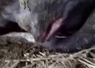 Amazing POV action with animals