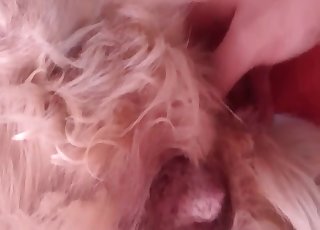 Stimulating my doggy with a huge dildo