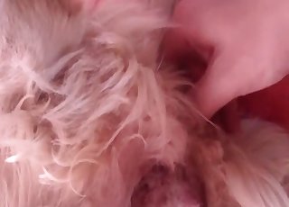 Stimulating my doggy with a huge dildo