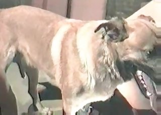 Cute dog enjoying juicy twat