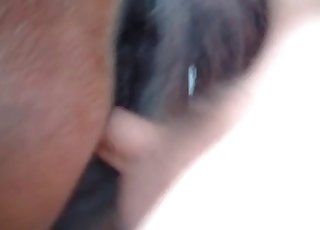 Horse is being penetrated from behind in the hot POV angle