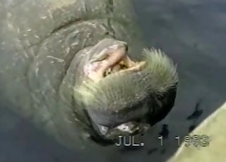 Pointy and hard dick of a sea beast