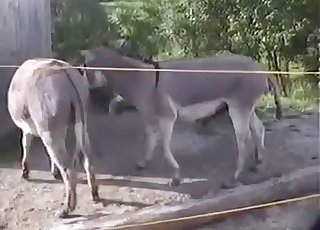 Mule bangs his girlfriend in doggy pose