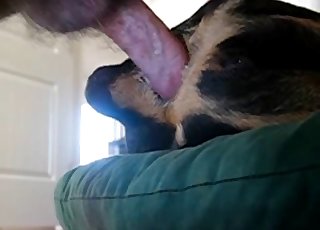 Sticking small dick in tight animal anus