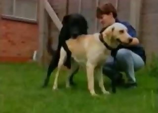 Two dogs gleefully fucking outdoors