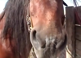 Sweet animal and impressive zoofil