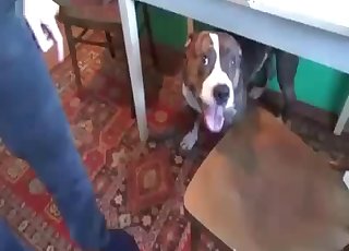 Busty masked zoophile and playful doggy