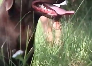 Cute outdoor bestiality with playful animal