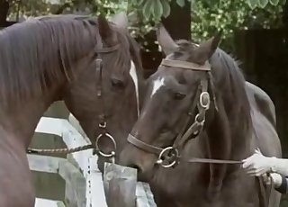 Awesome horses are screwing in doggy style