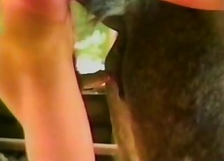 Youngster nicely fucks his lovely horse