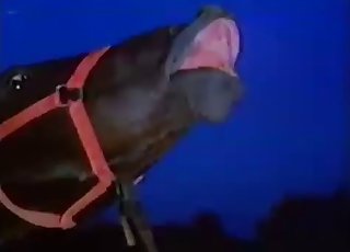 Beautiful chick is trying bestiality sex