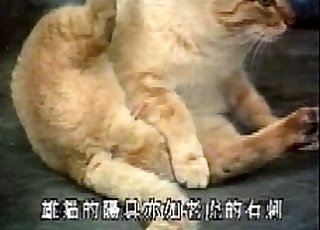 Cat in amazing bestiality XXX action