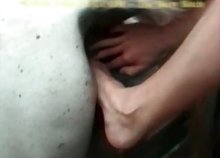 Cute chick and her playful white horse