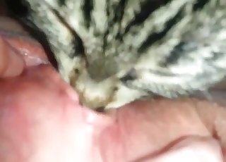 Convincing this cat to perform oral