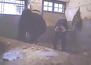 Hardcore barn sex with a filthy pony
