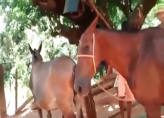 Pony fucked by a horny stallion