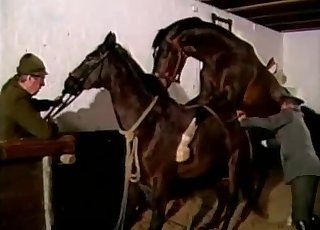 섹시한 말 두 마리가 섹스를 하려고 합니다