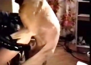 Cutie licked and fucked her nice doggy